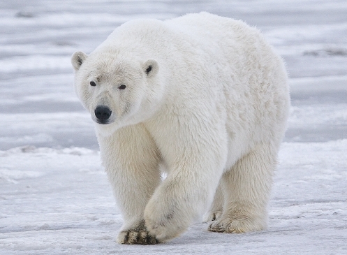 Polar Bear (Sow), Near Kaktovik, Barter Island, Alaska